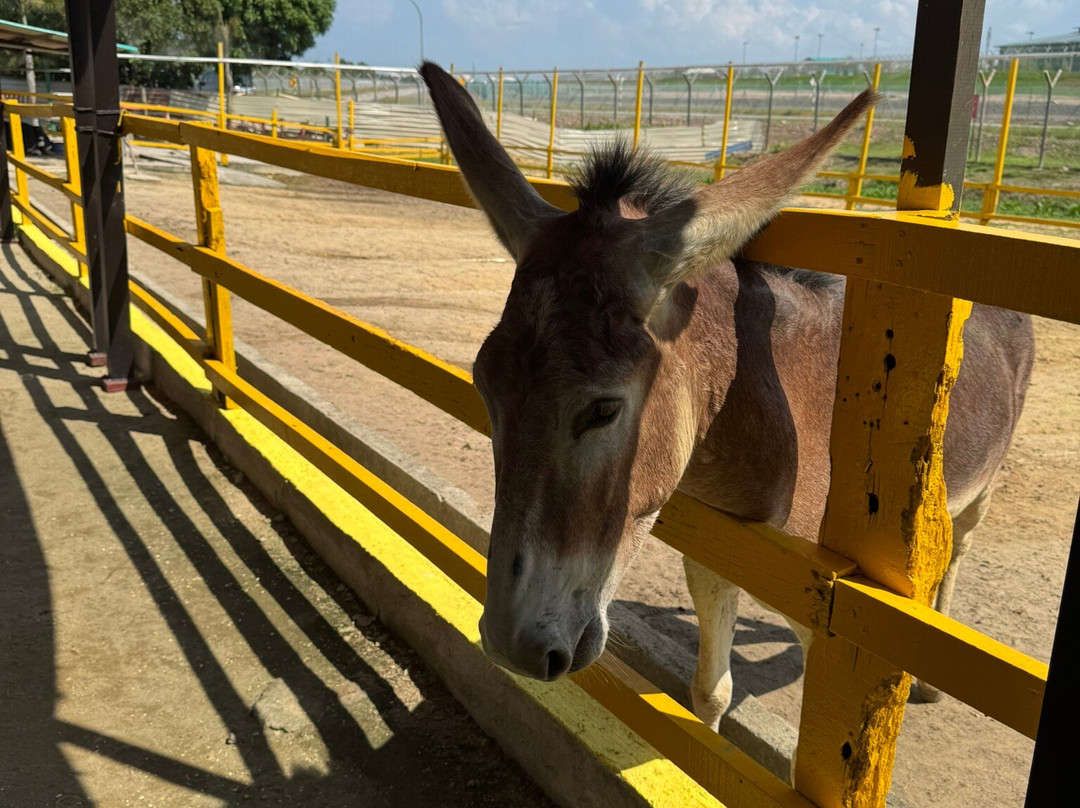 Desaru Mini Zoo-Pengerang必去景点