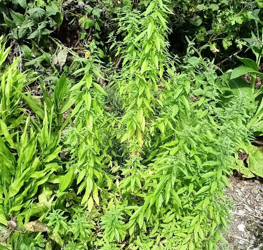 Le Jardin Des Osmanthes-La Bouillie必去景点