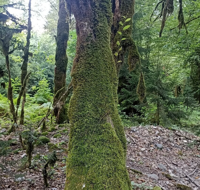 Gegskiy Waterfall-Gagra必去景点