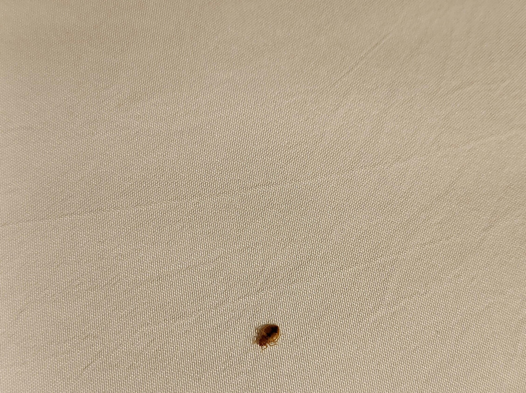 Comfort Inn Bellingham主图