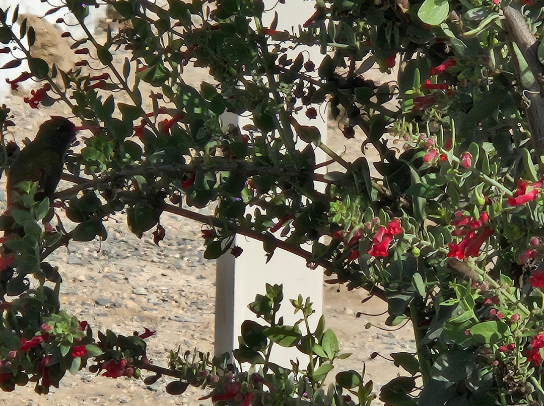 La casa de Isidora主图