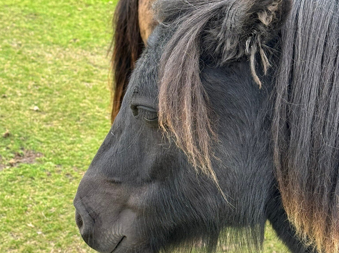 Ramnaberg Shetland Pony Stud Farm-Hamnavoe必去景点