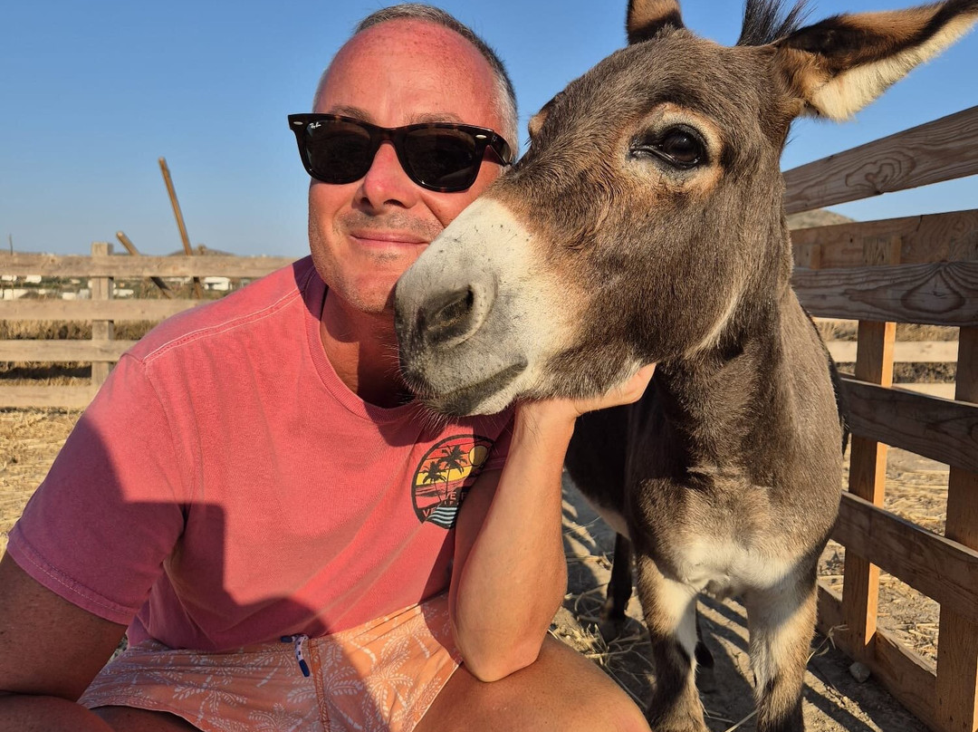 Donkey Farm Milos-Adamas必去景点