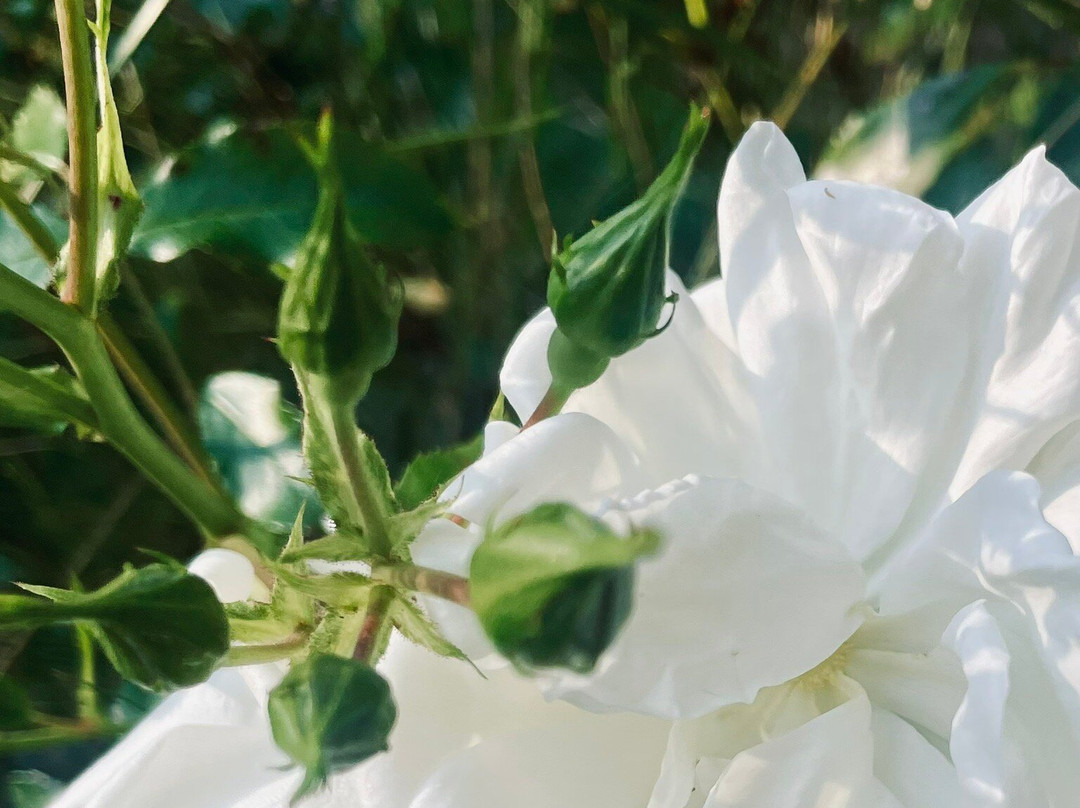 Saint Juliot Church-Boscastle必去景点