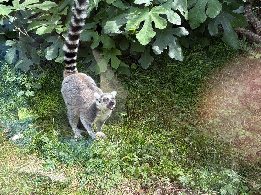 Porfell Wildlife Park & Sanctuary-利斯卡德必去景点