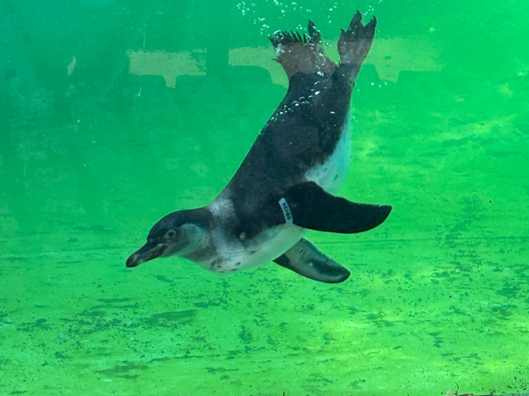 Birdworld-法纳姆必去景点