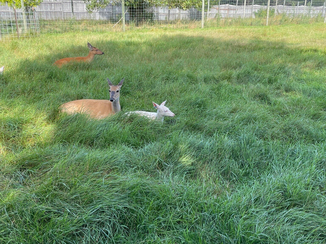 Deer Ranch-圣伊尼亚斯必去景点