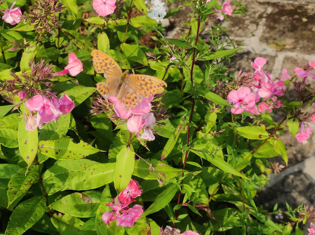 Salthill Garden-Mountcharles必去景点