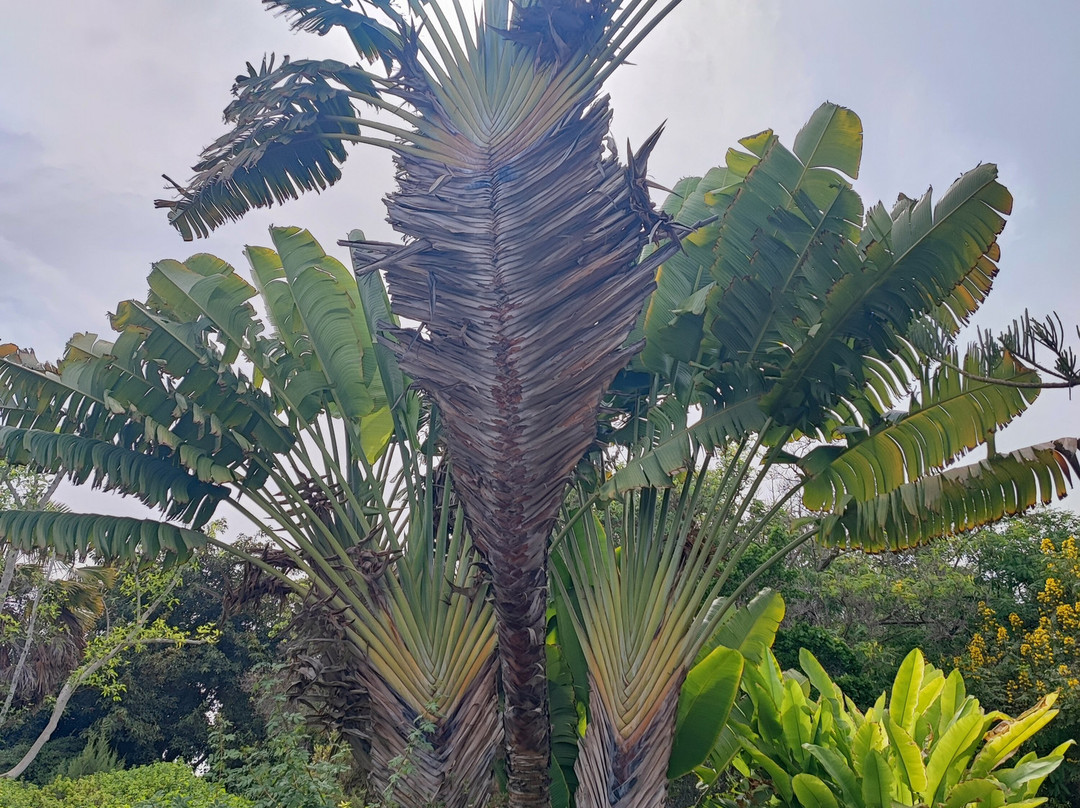 Botanical Park of Maspalomas (El Parque Botanico de Maspalomas)-马斯帕洛马斯必去景点