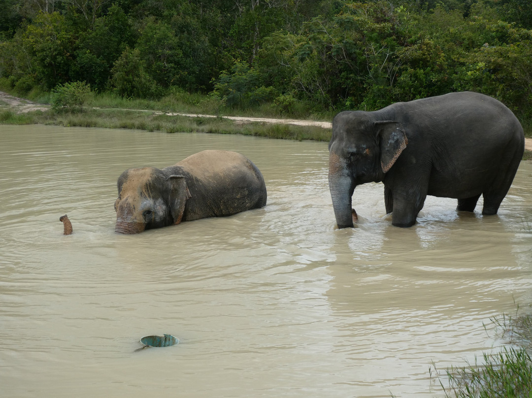 Kulen Elephant Forest-暹粒必去景点