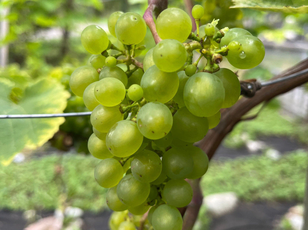 Mälsåker Vingård-Stallarholmen必去景点