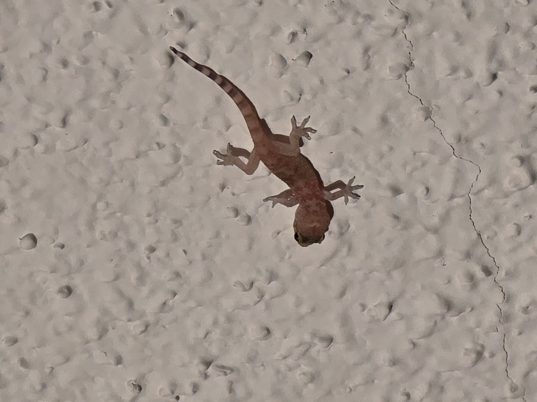 Pear Tree Inn Cape Girardeau West主图