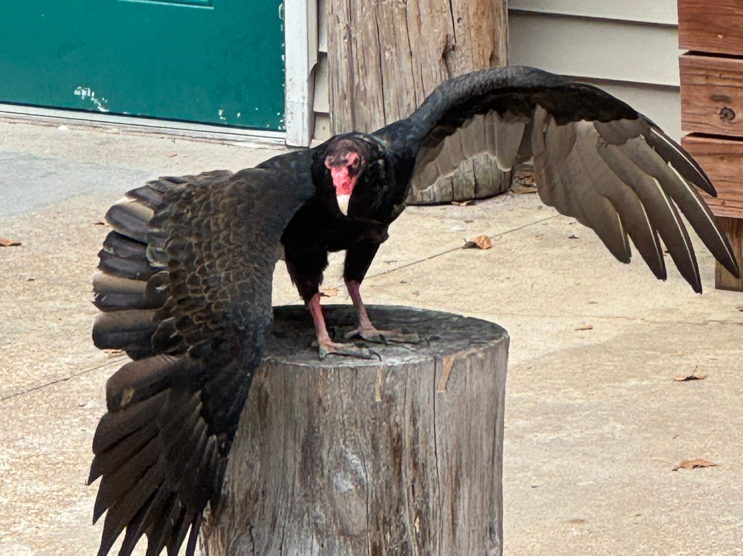 World Bird Sanctuary-Valley Park必去景点
