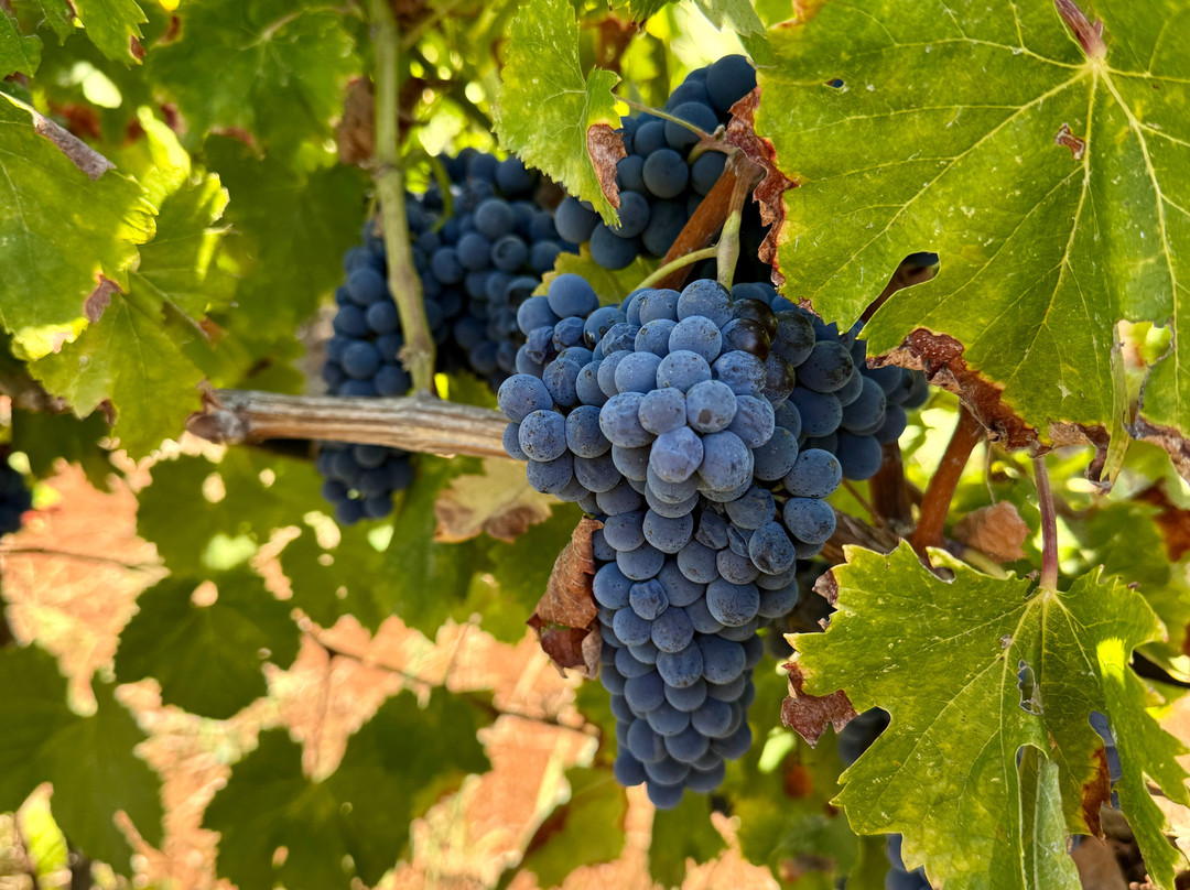 Cantina Costantini-真扎诺-迪罗马必去景点