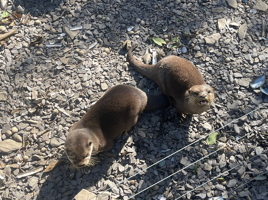 Welsh Mountain Zoo-科尔温湾必去景点