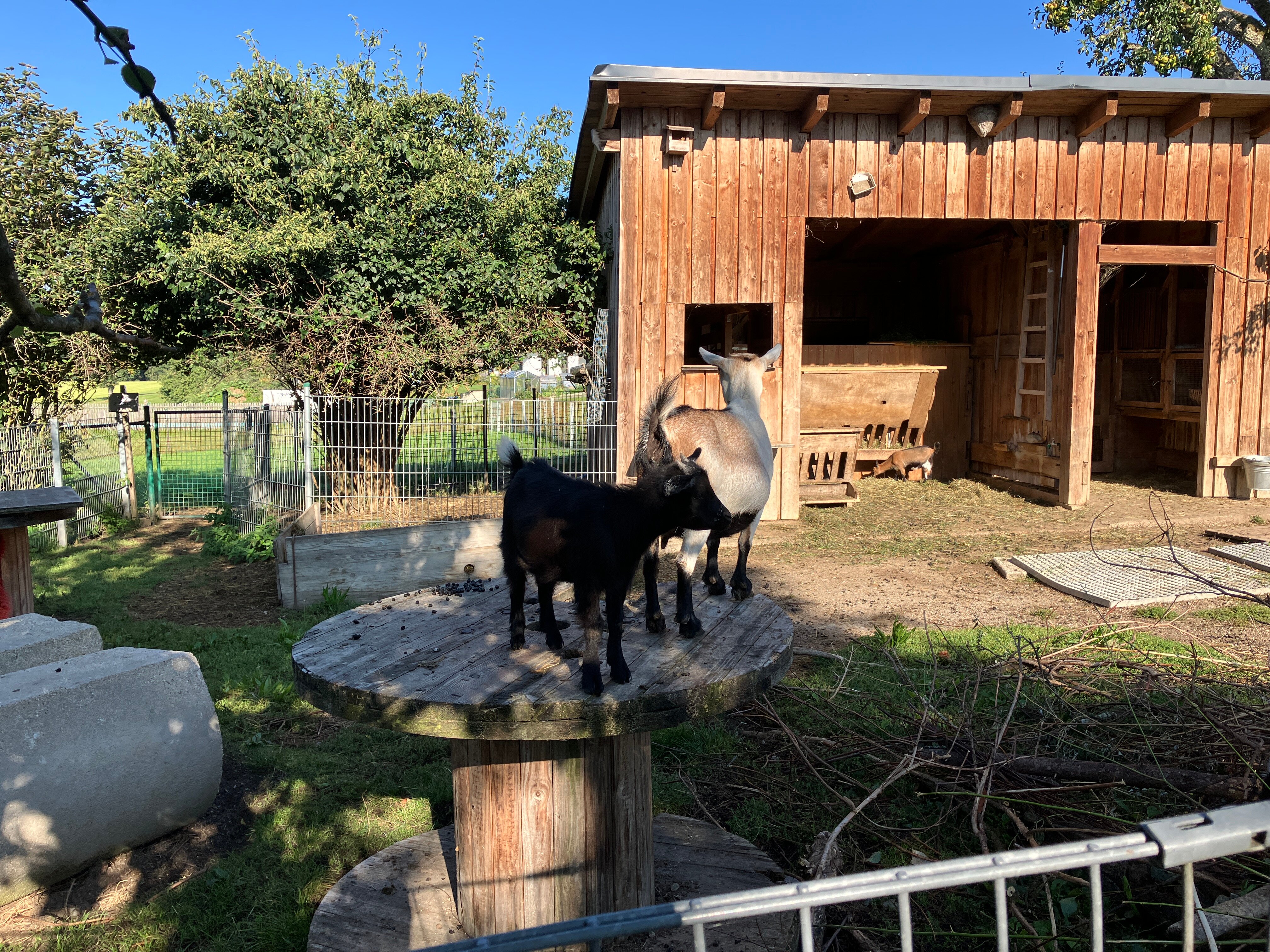 Hotel Weiss-家庭/游戏区