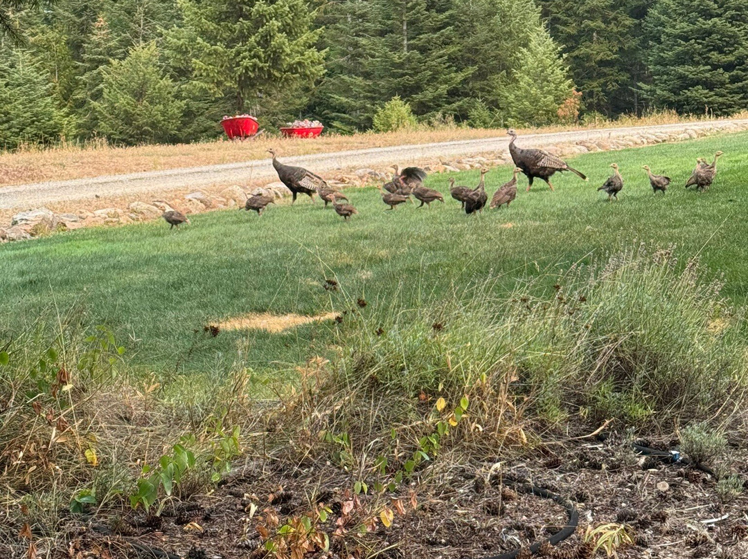 Log Spirit Bed and Breakfast主图