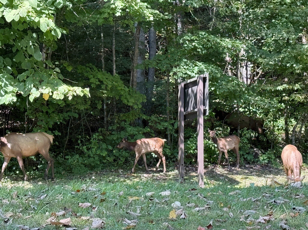 Great Smokies Inn主图