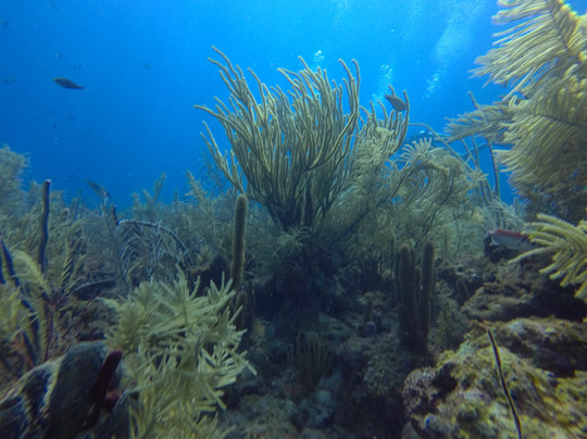 Blue Life Centro de Buceo-圣安德烈斯必去景点