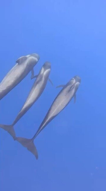 SwimTogether Madeira & Azores Islands-沙尔必去景点