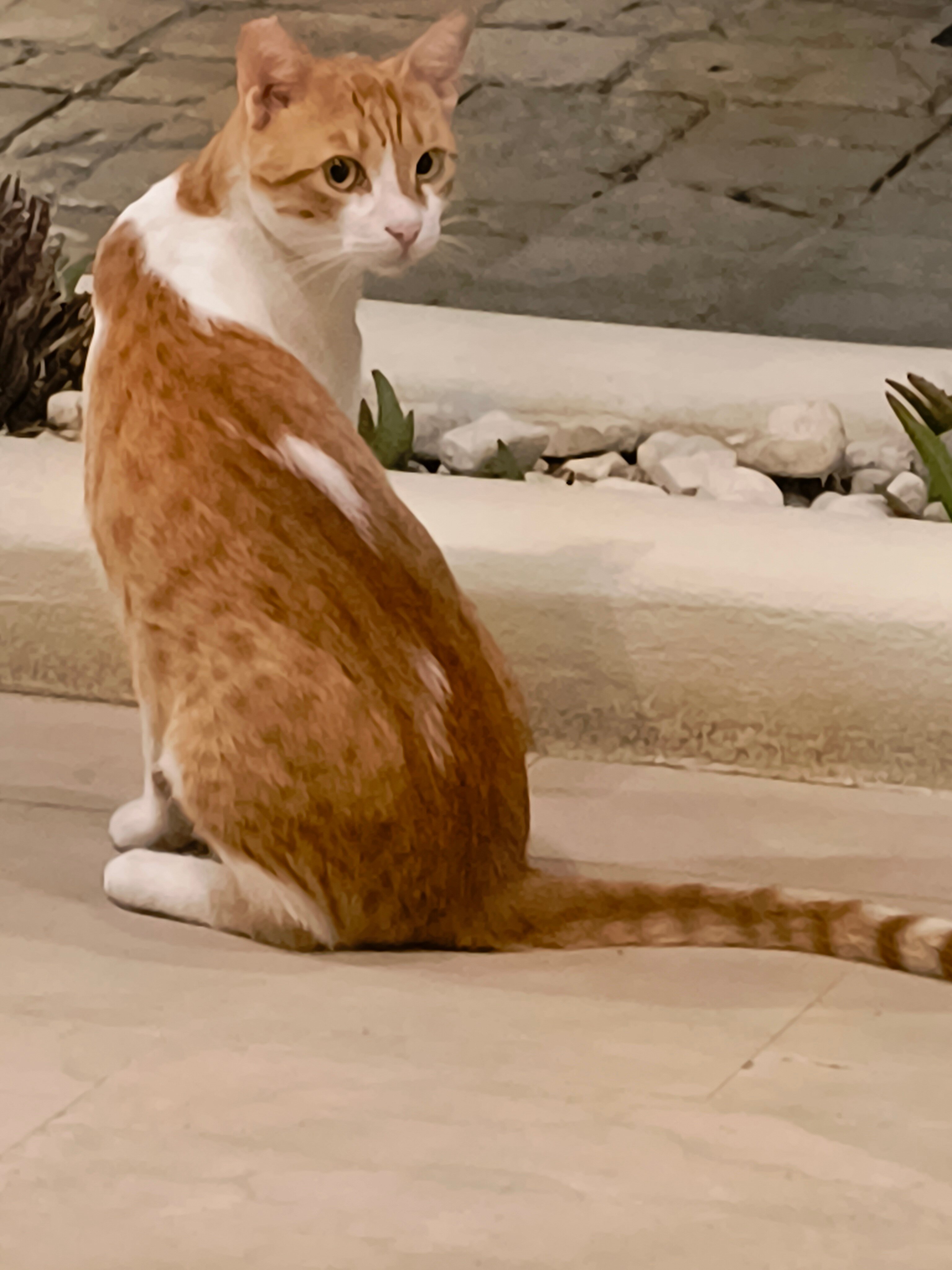 Melina Oasis Boutique Hotel-官方