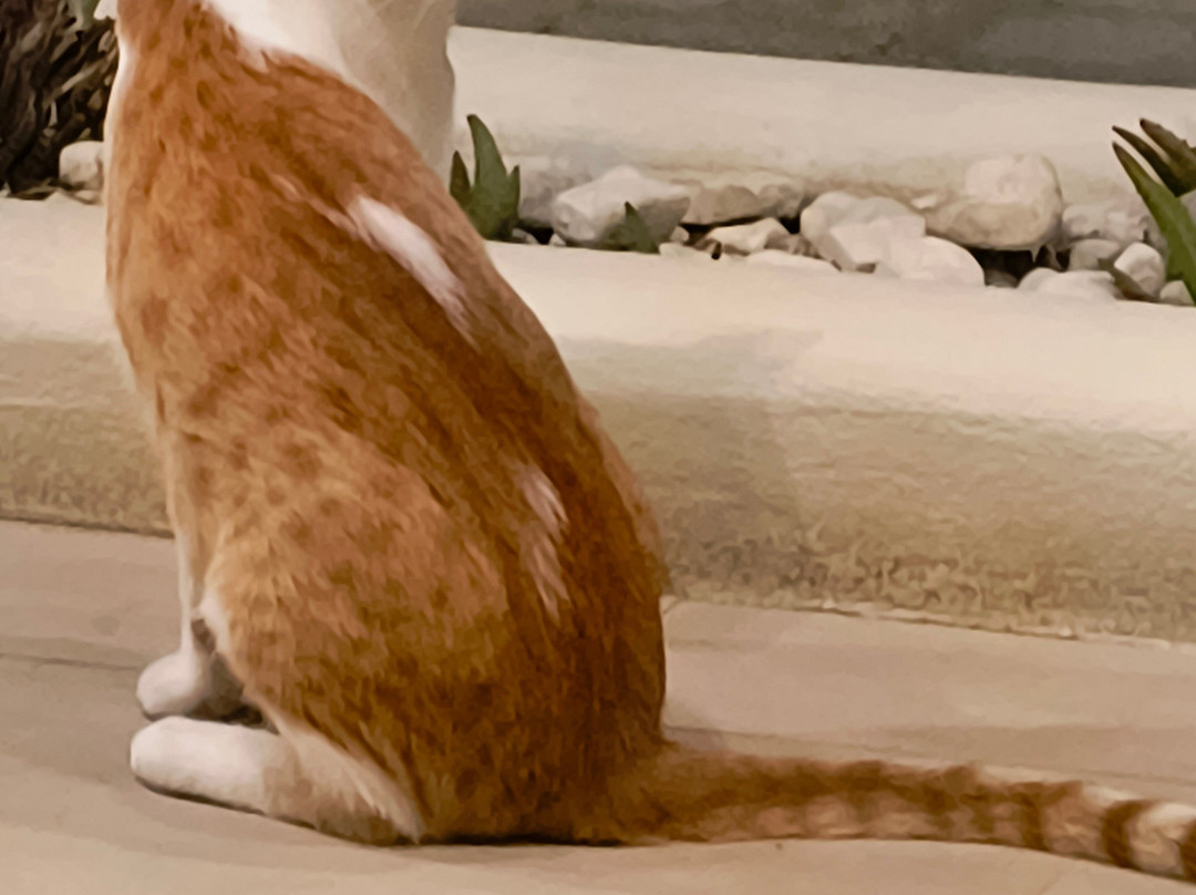 Melina Oasis Boutique Hotel主图