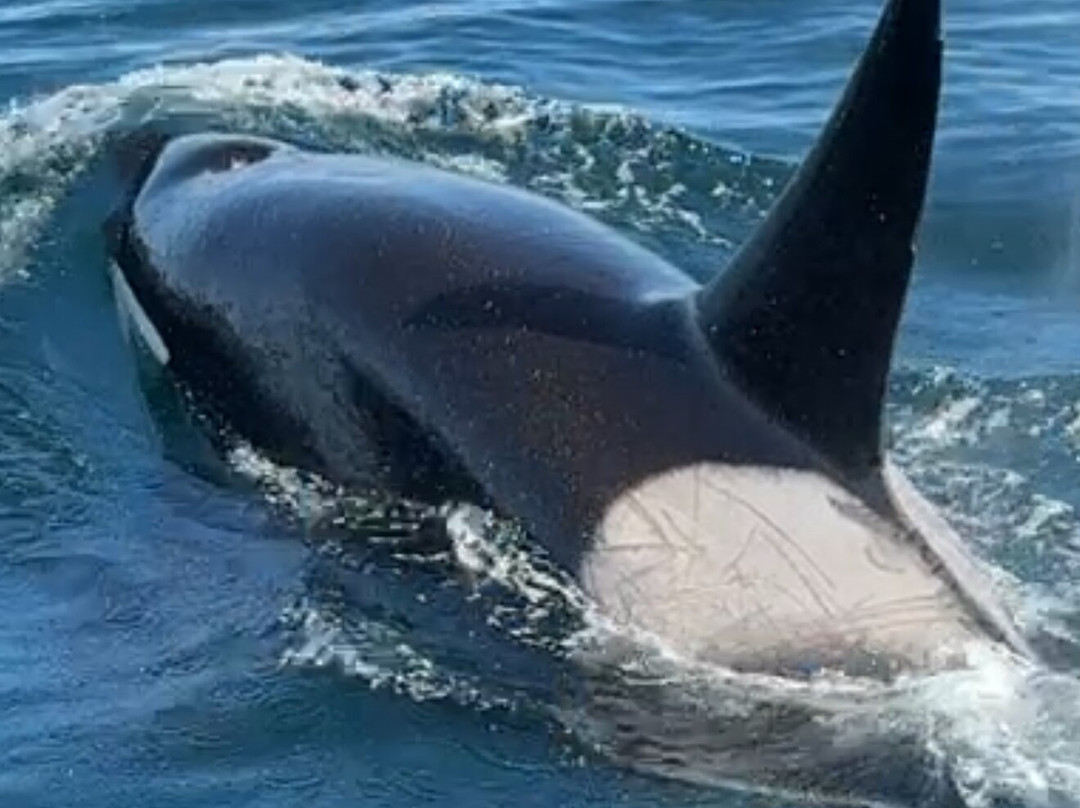 Prince Of Whales Whale Watching-Telegraph Cove必去景点