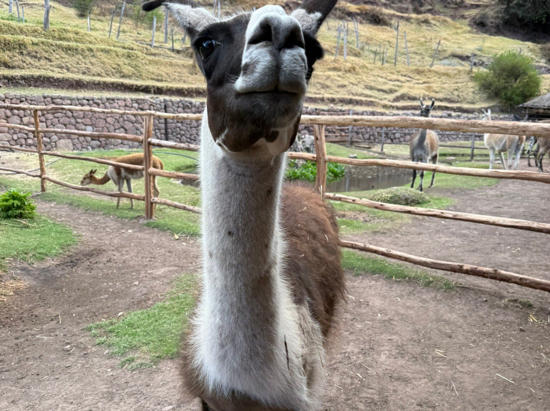 Awana Kancha-库斯科必去景点