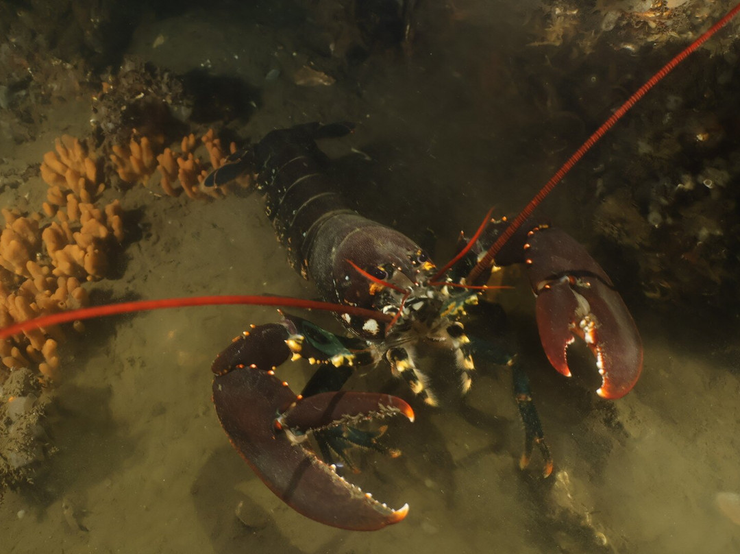 De Grevelingen-Scharendijke必去景点