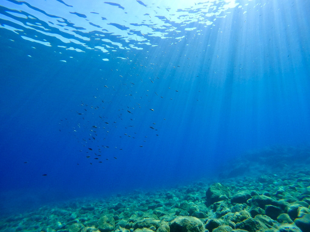 Royal Octopus DIVE CENTER-Kolymbari必去景点