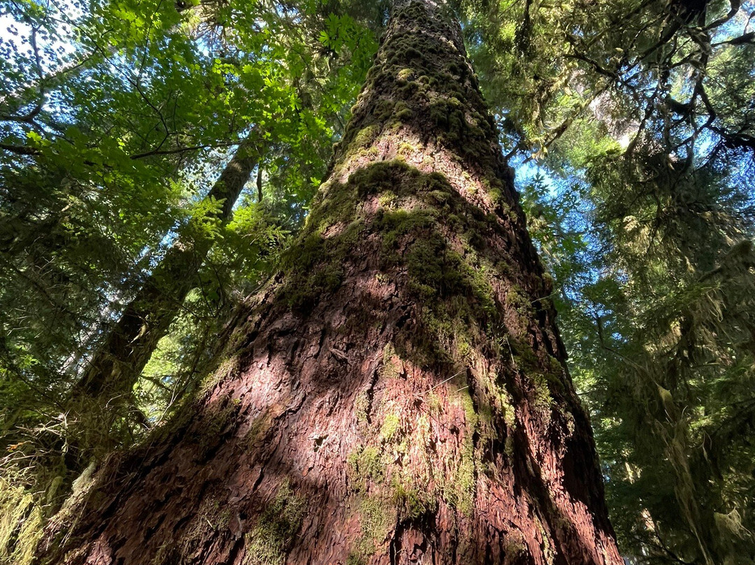 Quinault Rain Forest-奥林匹克国家公园必去景点