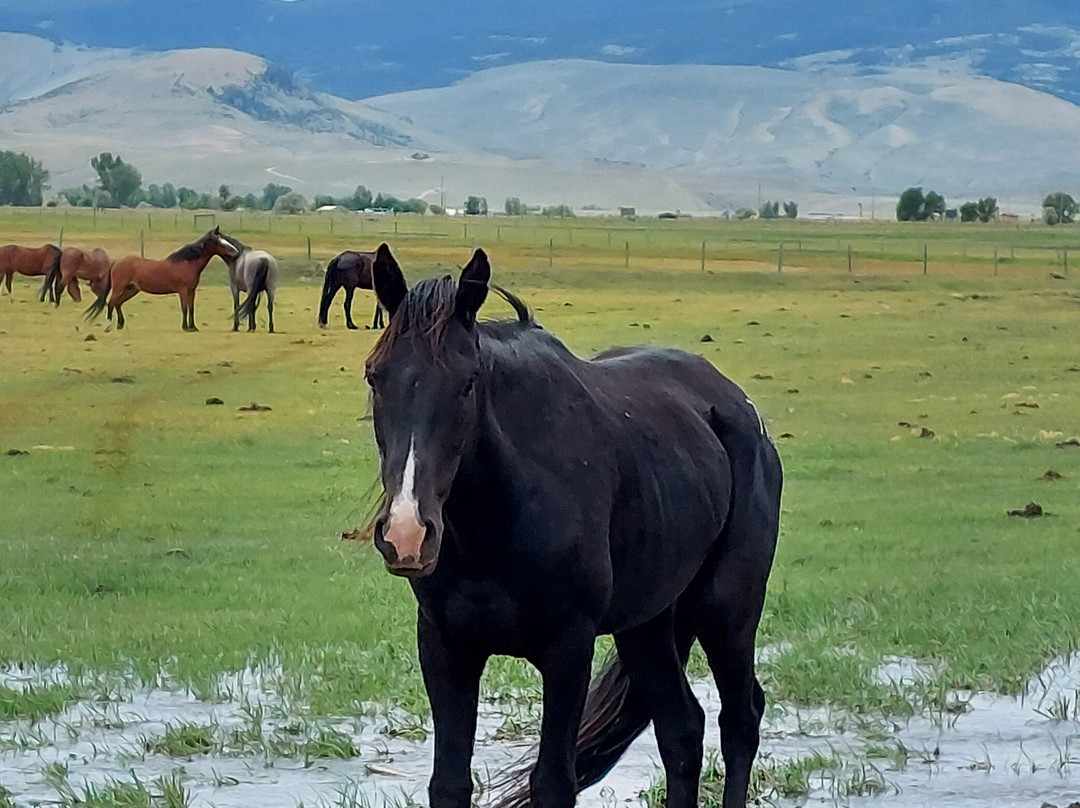 Wind River Wild Horse Sanctuary-兰德尔必去景点