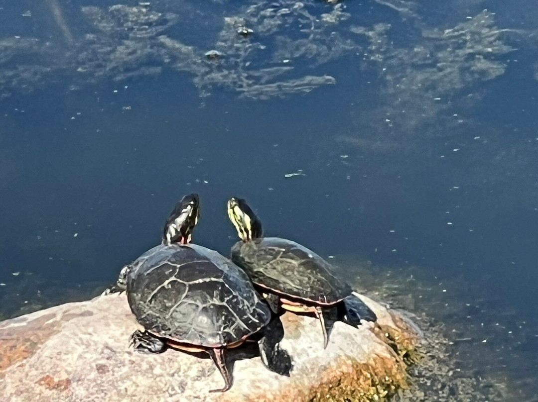 Hastings Lake Preserve