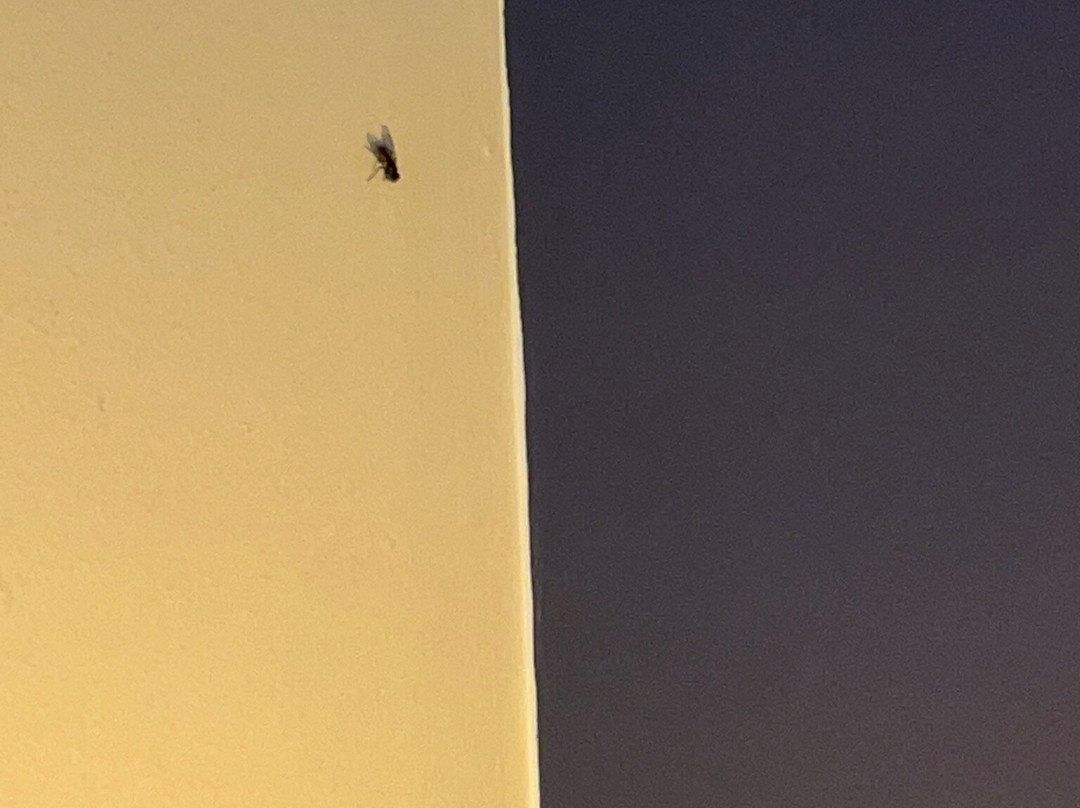 Hotel du Fronton主图