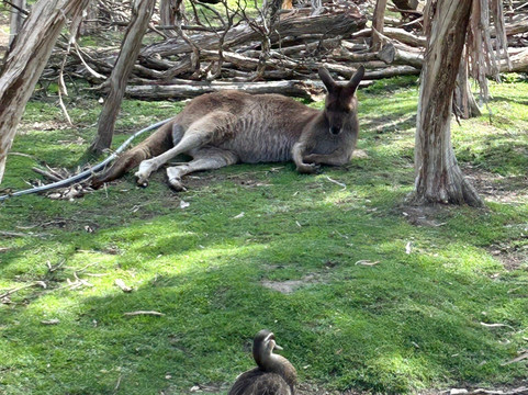 Australian Journeys-墨尔本必去景点