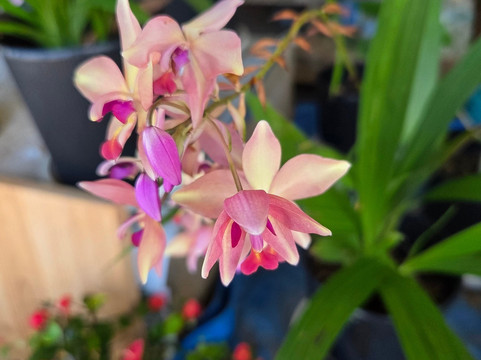 Active Okinawa-名护市必去景点