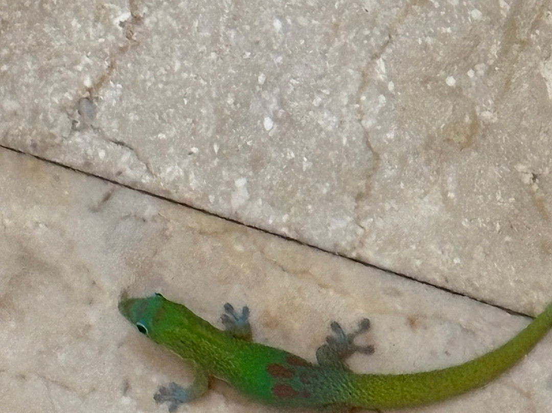 Hale Akua Garden Farm & Eco-Retreat Center主图