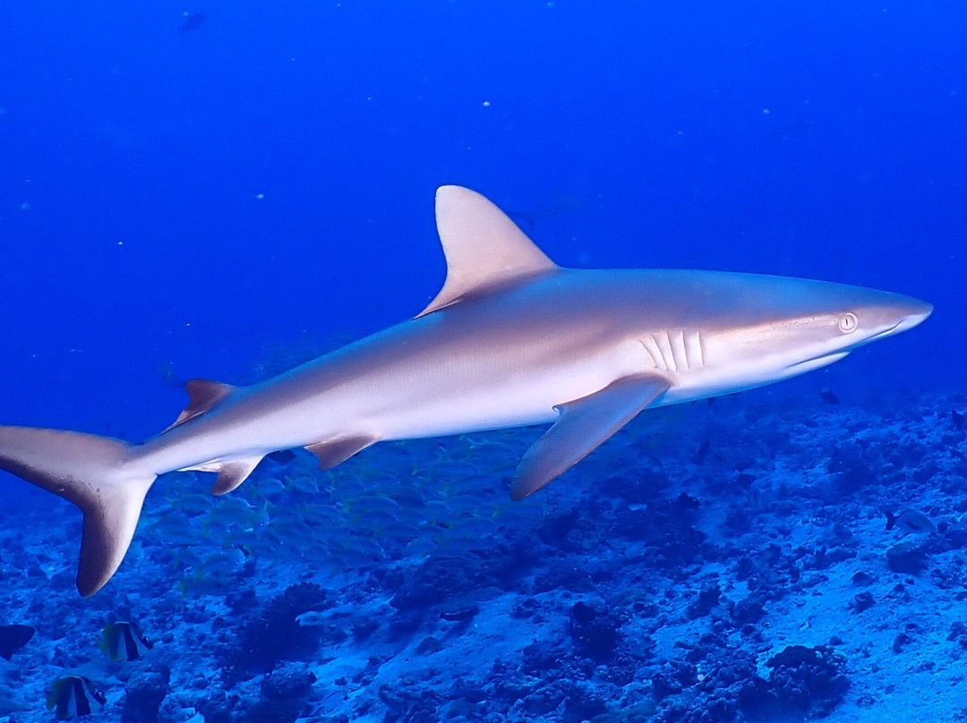 O2 Fakarava-Fakarava必去景点