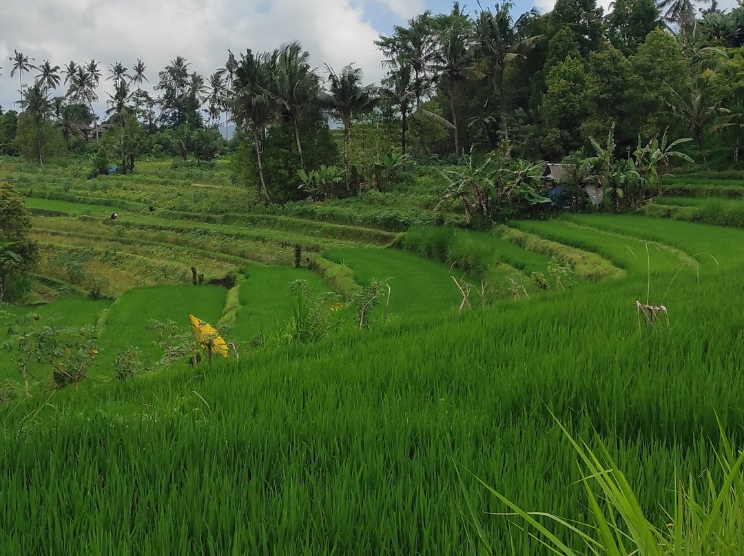 Guide Francophone Bali (Agus Bayu Putra)-吉安雅必去景点