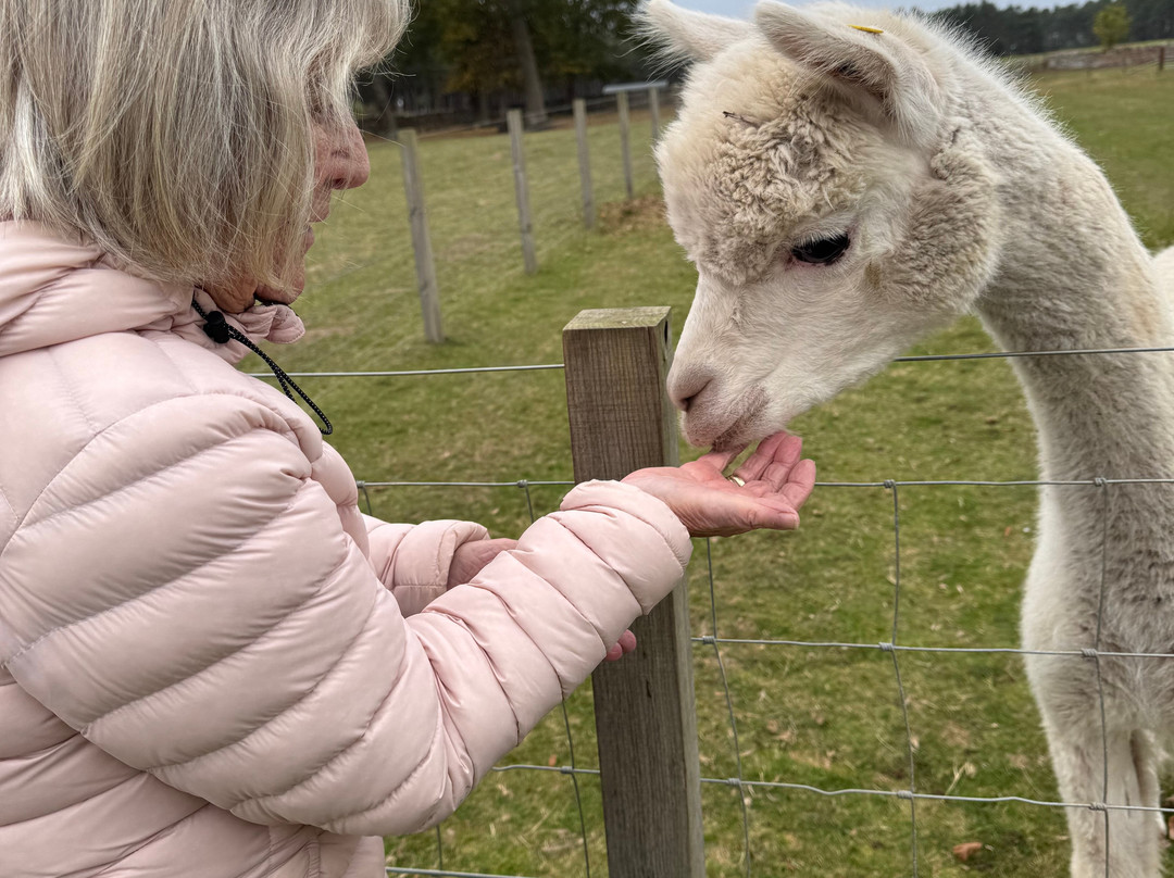 John Muir Alpacas-Dunbar必去景点