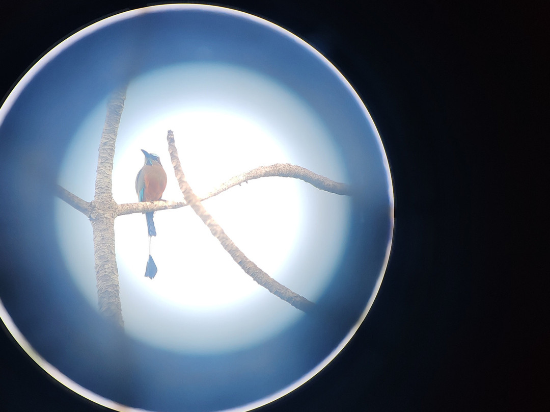 Birding with Steven-普拉亚德尔卡曼必去景点