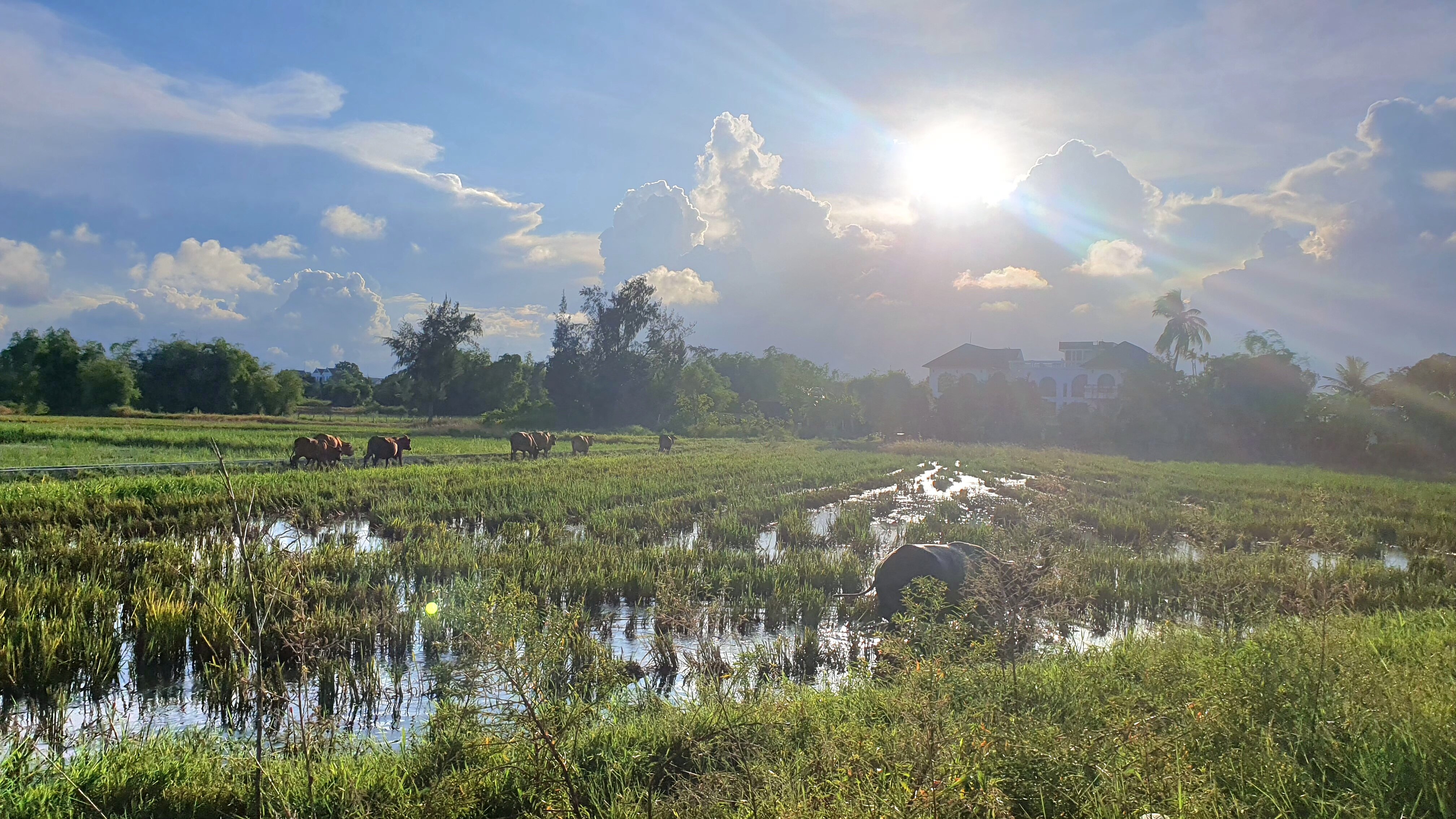 会安椰子树下民宿-官方