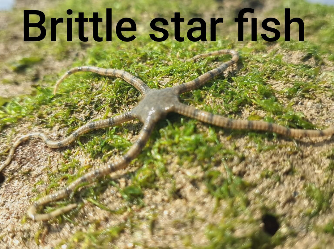 Narara Marine National Park-Devbhumi Dwarka District必去景点