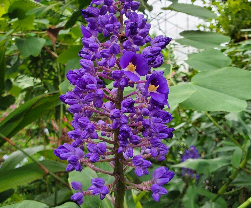 Mitchell Park Horticultural Conservatory (The Domes)-密尔沃基必去景点