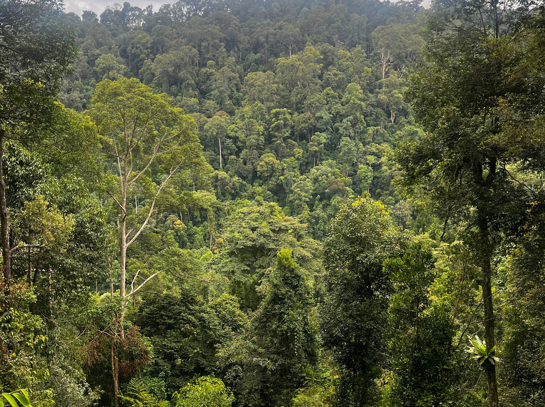 Bukit Lawang Trekking-武吉拉旺必去景点