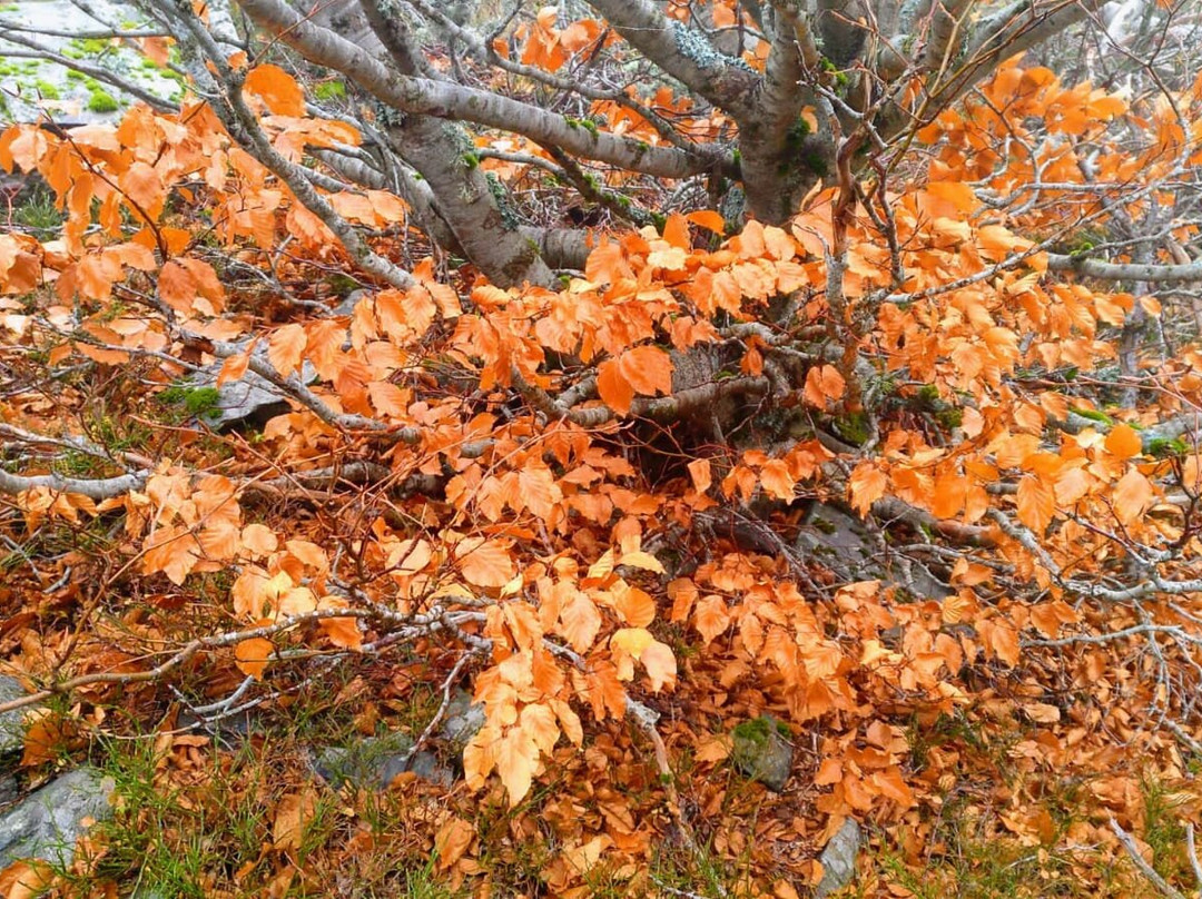 Hayedo de La Pedrosa-Riaza必去景点