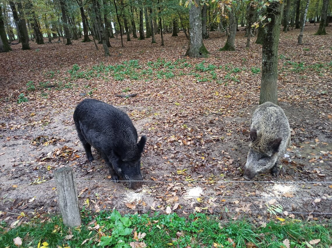Reserve De Beaumarchais - Safari Train-Autreche必去景点