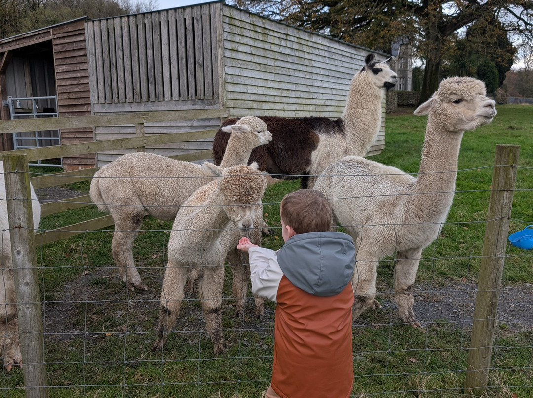 Bardsea Alpacas And Llamas-Bardsea必去景点