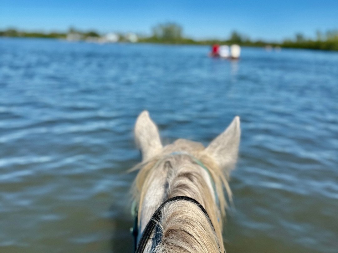 Florida Beach Horses-布雷登顿必去景点