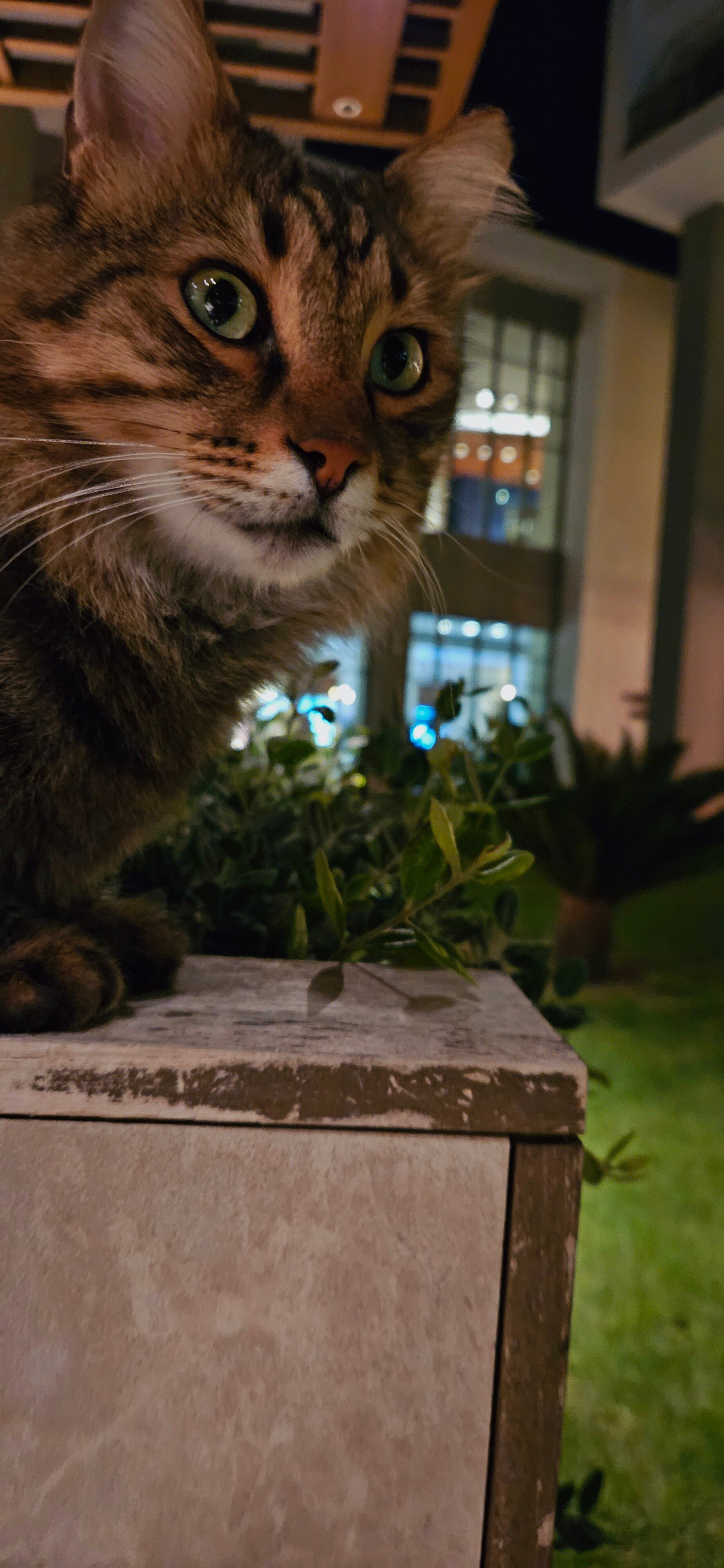 Acanthus Cennet Barut Collection-官方